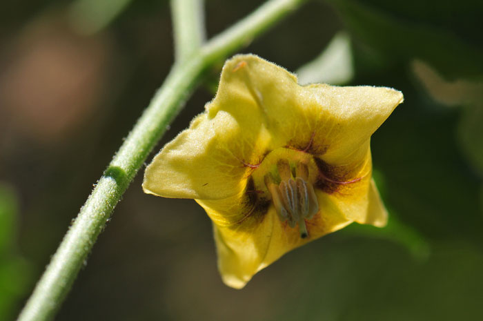 Ivyleaf Groundcherry has showy yellow flowers with 5 purple-brown spots at the inside base. The floral tube is widely bell-shaped to flattish. Physalis hederifolia